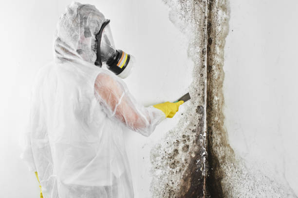 Best Mold Testing  in Riverdale, IL
