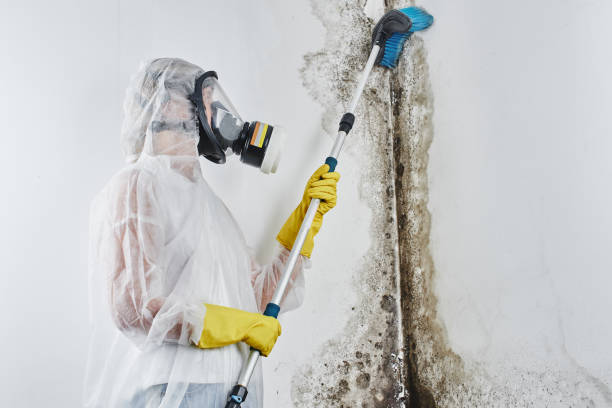 Best Mold Damage Repair  in Riverdale, IL