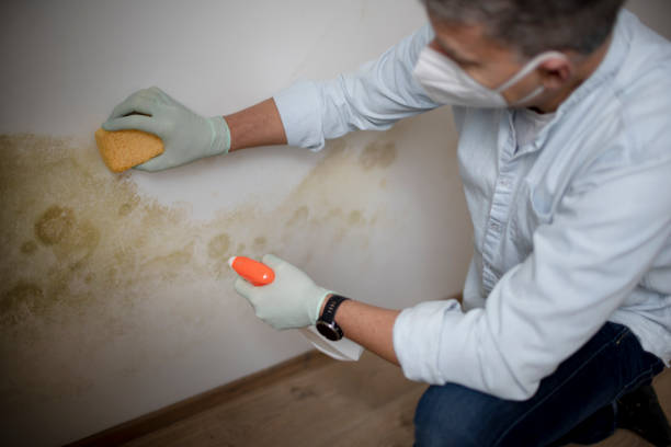 Best Residential Mold Removal  in Riverdale, IL
