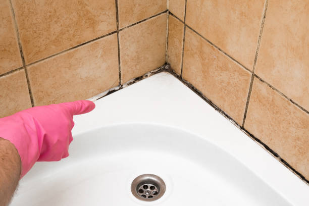  Riverdale, IL Mold Removal Pros
